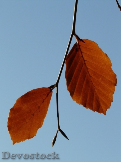 Devostock Autumn nature tree leaves  (21)