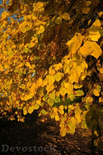 Devostock Autumn nature tree leaves  (210)