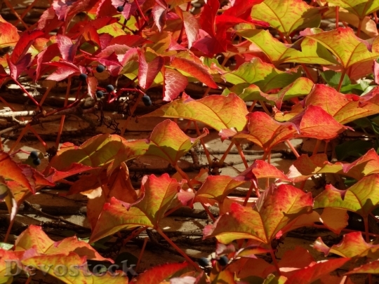 Devostock Autumn nature tree leaves  (211)