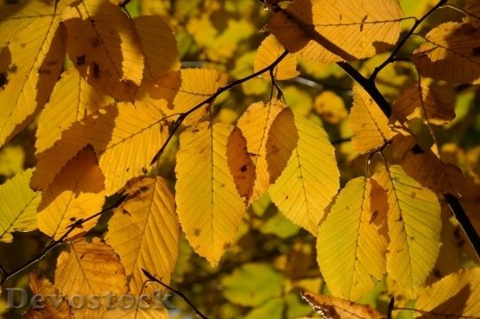 Devostock Autumn nature tree leaves  (212)