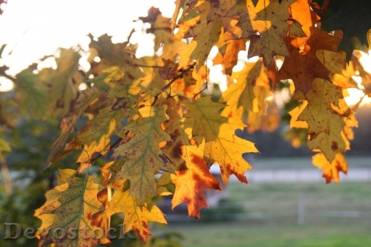 Devostock Autumn nature tree leaves  (215)