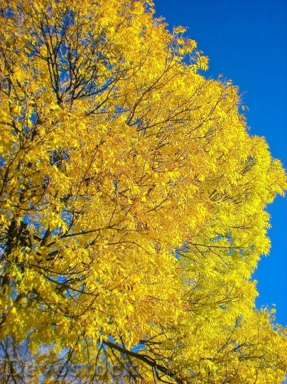Devostock Autumn nature tree leaves  (216)
