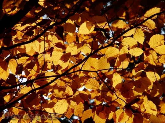 Devostock Autumn nature tree leaves  (22)