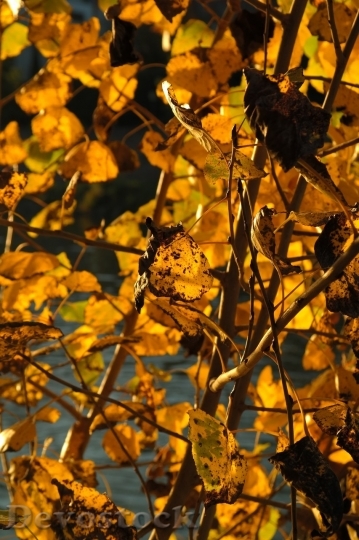 Devostock Autumn nature tree leaves  (220)