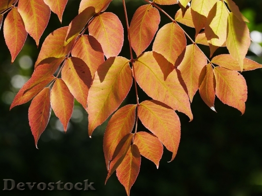 Devostock Autumn nature tree leaves  (222)