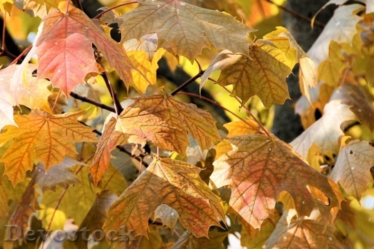 Devostock Autumn nature tree leaves  (223)