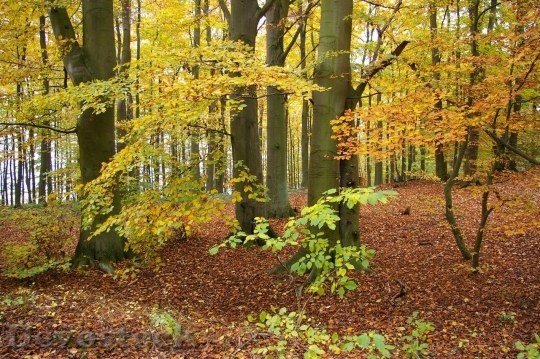 Devostock Autumn nature tree leaves  (224)