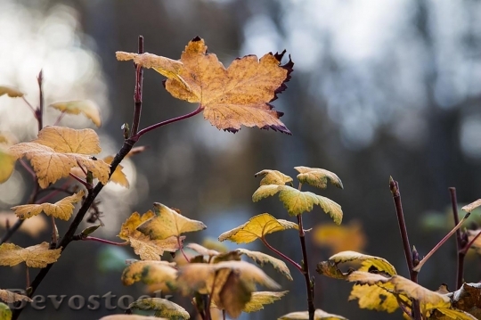 Devostock Autumn nature tree leaves  (232)