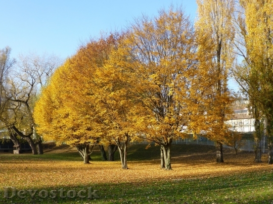 Devostock Autumn nature tree leaves  (233)