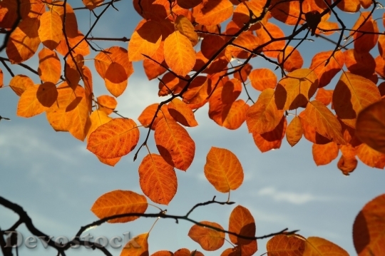 Devostock Autumn nature tree leaves  (240)
