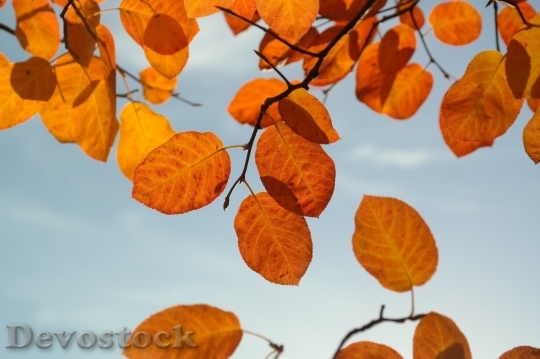 Devostock Autumn nature tree leaves  (241)