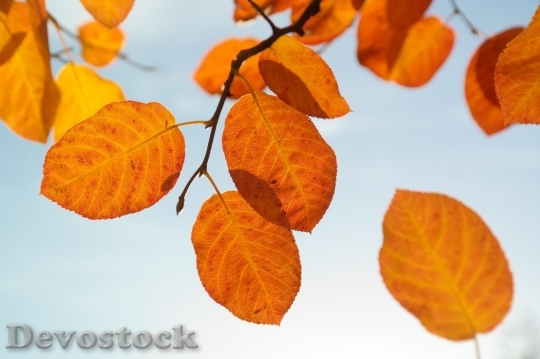 Devostock Autumn nature tree leaves  (242)