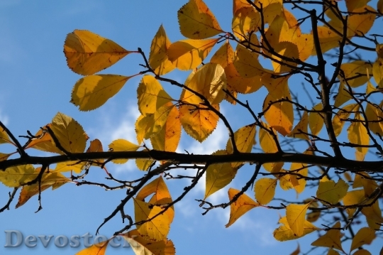 Devostock Autumn nature tree leaves  (243)