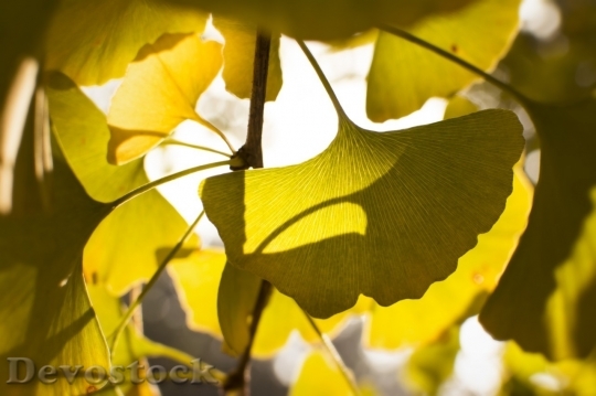 Devostock Autumn nature tree leaves  (247)