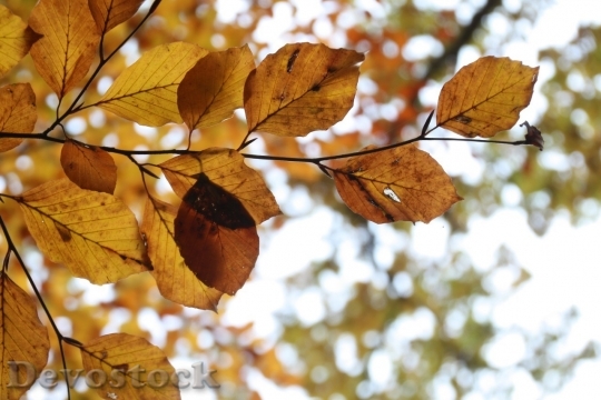 Devostock Autumn nature tree leaves  (249)