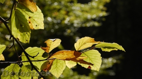 Devostock Autumn nature tree leaves  (250)
