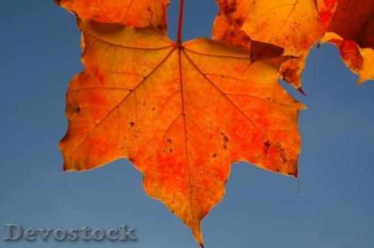 Devostock Autumn nature tree leaves  (254)