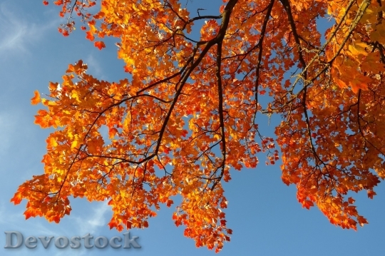 Devostock Autumn nature tree leaves  (258)