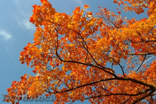 Devostock Autumn nature tree leaves  (259)