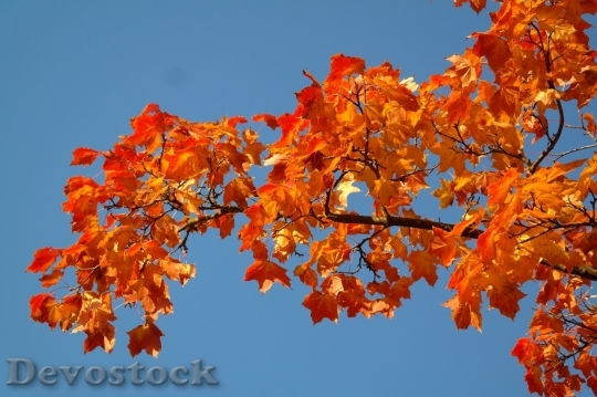 Devostock Autumn nature tree leaves  (260)