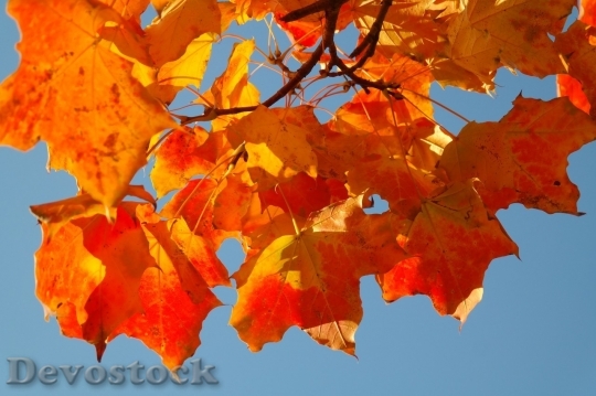 Devostock Autumn nature tree leaves  (261)