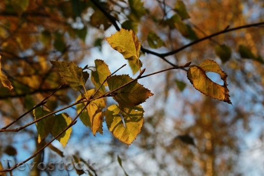 Devostock Autumn nature tree leaves  (263)