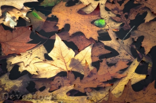 Devostock Autumn nature tree leaves  (264)
