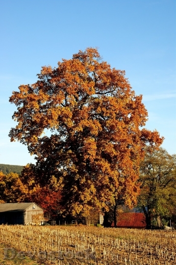 Devostock Autumn nature tree leaves  (265)