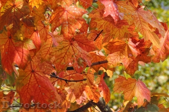 Devostock Autumn nature tree leaves  (271)