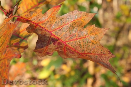 Devostock Autumn nature tree leaves  (272)