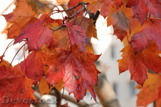 Devostock Autumn nature tree leaves  (273)