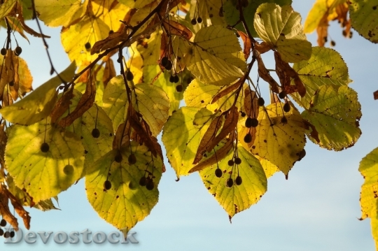 Devostock Autumn nature tree leaves  (275)
