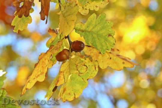 Devostock Autumn nature tree leaves  (278)
