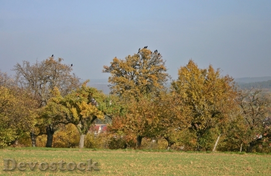 Devostock Autumn nature tree leaves  (285)