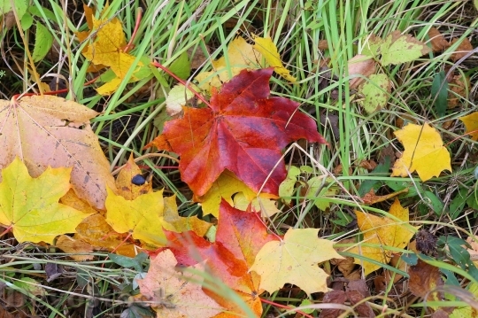 Devostock Autumn nature tree leaves  (286)