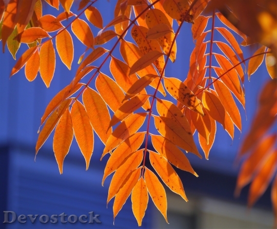 Devostock Autumn nature tree leaves  (287)