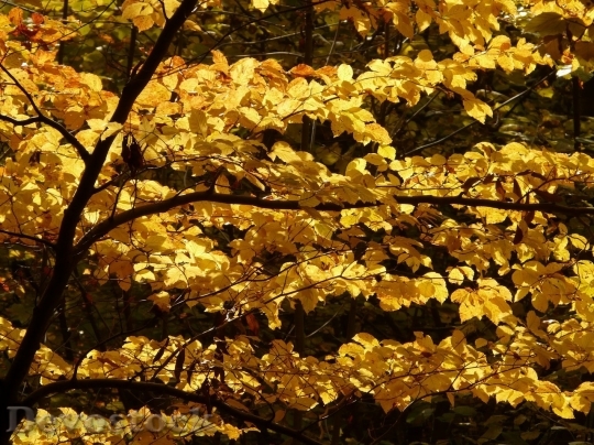 Devostock Autumn nature tree leaves  (29)