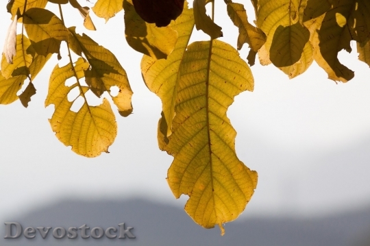 Devostock Autumn nature tree leaves  (292)