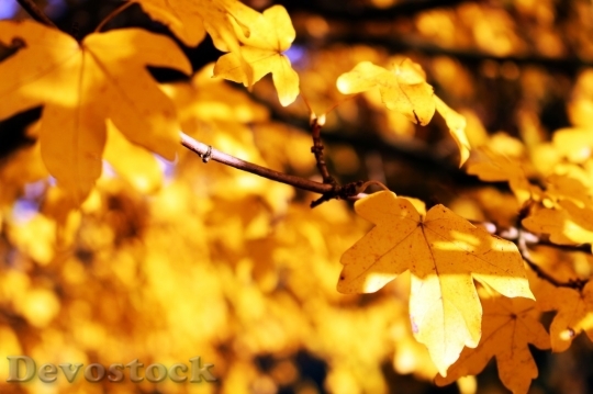 Devostock Autumn nature tree leaves  (293)