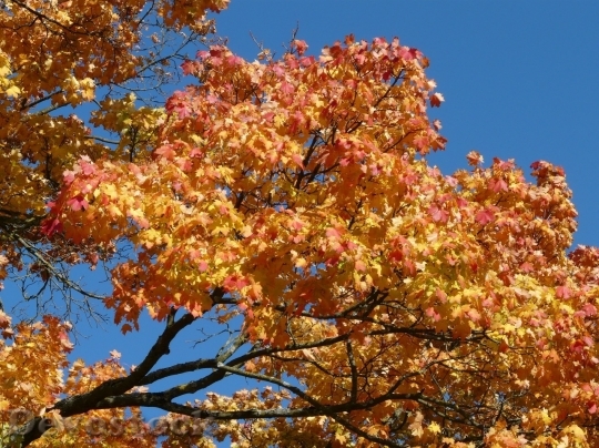 Devostock Autumn nature tree leaves  (299)