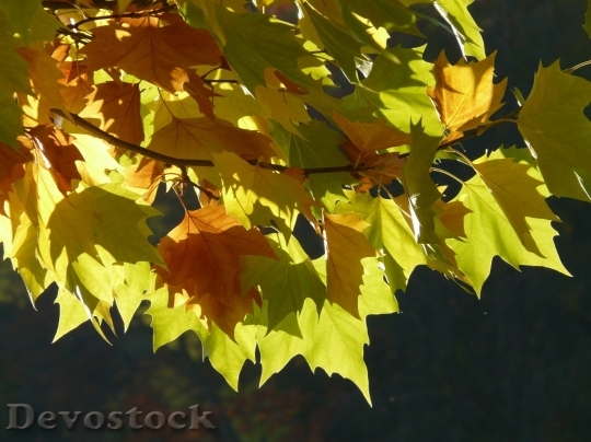 Devostock Autumn nature tree leaves  (3)