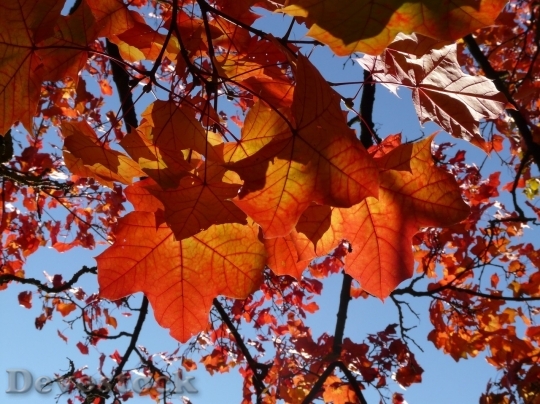 Devostock Autumn nature tree leaves  (304)