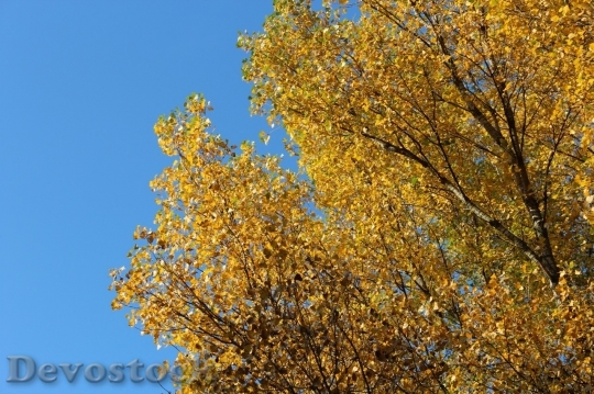 Devostock Autumn nature tree leaves  (307)
