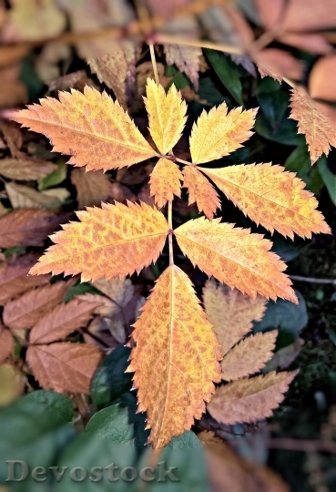 Devostock Autumn nature tree leaves  (309)