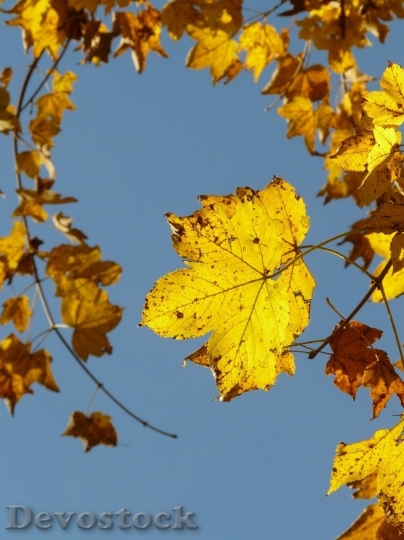 Devostock Autumn nature tree leaves  (31)