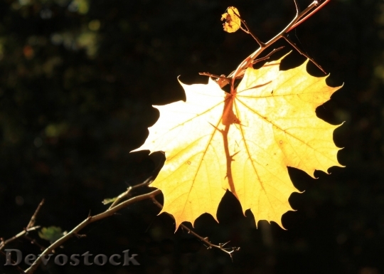 Devostock Autumn nature tree leaves  (310)