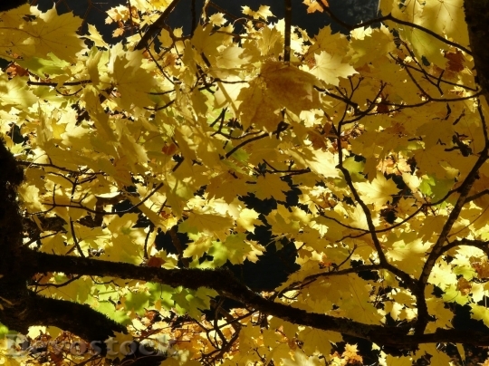 Devostock Autumn nature tree leaves  (311)