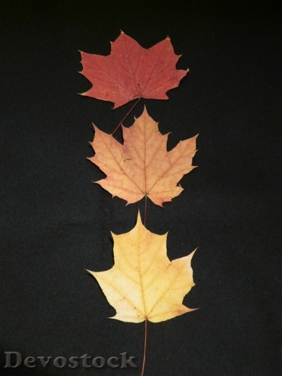 Devostock Autumn nature tree leaves  (317)