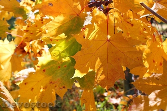 Devostock Autumn nature tree leaves  (318)