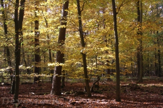 Devostock Autumn nature tree leaves  (319)